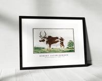 Robert Jacob Gordon - Bos taurus Namaqua Ox or “nomgo” (1778)