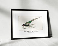 Numata Kashu - Green Pheasant illustration from Pictorial Monograph of Birds (1885)