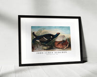 John James Audubon - English Black Cocks (1828)