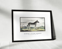 Robert Jacob Gordon - Equus zebra mountain zebra (1786)
