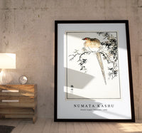 Numata Kashu - Hondo Copper Pheasant illustration from Pictorial Monograph of Birds (1885)