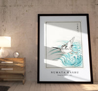 Numata Kashu - Mongolian Plover illustration from Pictorial Monograph of Birds (1885)