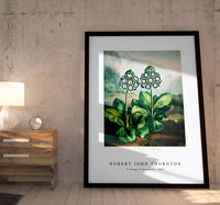 Robert John Thornton - A Group of Auriculas from The Temple of Flora (1807)