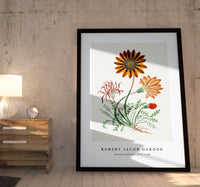 Robert Jacob Gordon-Gorteria diffusa (1777–1786)