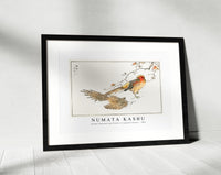 Numata Kashu - Golden Pheasant and Flower of Japanese Quince illustration from Pictorial Monograph of Birds (1885)