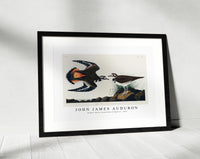 John James Audubon - Kildeer Plover from Birds of America (1827)