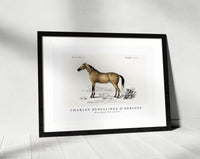 
              Charles Dessalines D'Orbigny - Horse (Equus ferus caballus)
            