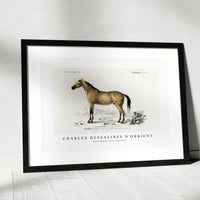 Charles Dessalines D'Orbigny - Horse (Equus ferus caballus)