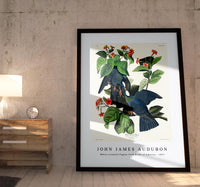 John James Audubon - White-crowned Pigeon from Birds of America (1827)