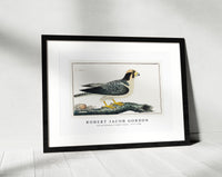 Robert Jacob Gordon - Falcon biarmicus Lanner falcon (1777–1786)