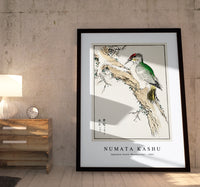 Numata Kashu - Japanese Green Woodpecker illustration from Pictorial Monograph of Birds (1885)