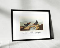 John James Audubon - American Water Ouzel from Birds of America (1827)