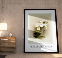 Frederick Sander - Dendrobium formosum from Reichenbachia Orchids-1847-1920