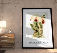 Frederick Sander - Cattleya dowiana aurea from Reichenbachia Orchids-1847-1920