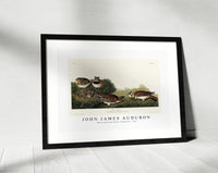 John James Audubon - Shore Lark from Birds of America (1827)