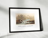 John James Audubon - Little Sandpiper from Birds of America (1827)