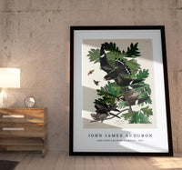 John James Audubon - Night Hawk from Birds of America (1827)