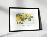 Tanigami Konan - Allamanda flower