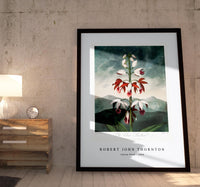 Robert John Thornton - Indian Reed from The Temple of Flora (1808)