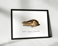 John James Audubon - Black-Tailed Hare (1841)