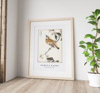 Numata Kashu - Eastern Waxwing illustration from Pictorial Monograph of Birds (1885)