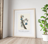 John James Audubon - White-breasted Black-capped Nuthatch from Birds of America (1827)