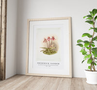 Frederick Sander - Cypripedium tautzianum from Reichenbachia Orchids-1847-1920