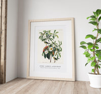 John James Audubon - Bachman's Warbler from Birds of America (1827)