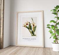 Frederick Sander - Cattleya rex from Reichenbachia Orchids-1847-1920