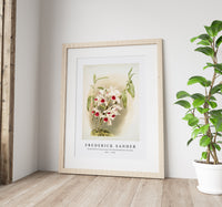 Frederick Sander - Dendrobium leechianum from Reichenbachia Orchids-1847-1920