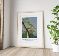 Barbara Regina Dietzsch - Groenling (European Greenfinch)