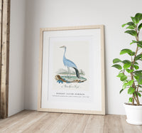 Robert Jacob Gordon - Anthropoides paradisea blue crane or Stanley crane (1777–1786)