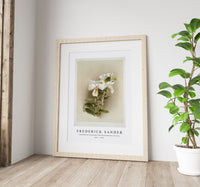 Frederick Sander - Dendrobium formosum from Reichenbachia Orchids-1847-1920