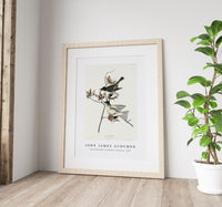 John James Audubon - Pewit Flycatcher from Birds of America (1827)