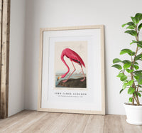 John James Audubon - Pink Flamingo from Birds of America (1827)