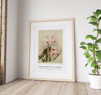 Frederick Sander - Cattleya victoria regina from Reichenbachia Orchids-1847-1920