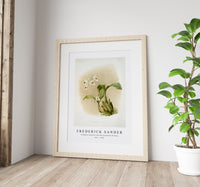 Frederick Sander - Coelogyne sanderæ from Reichenbachia Orchids-1847-1920