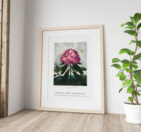 Robert John Thornton - The Pontic Rhododendron from The Temple of Flora (1807)