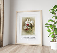 Frederick Sander - Cattleya mendellii var measuresiana from Reichenbachia Orchids-1847-1920