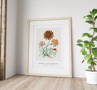 Robert Jacob Gordon-Gorteria diffusa (1777–1786)