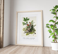 John James Audubon - American Robin from Birds of America (1827)