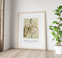Frederick Sander - Cymbidium mastersi from Reichenbachia Orchids-1847-1920