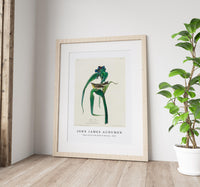 John James Audubon - Vigors Vireo from Birds of America (1827)