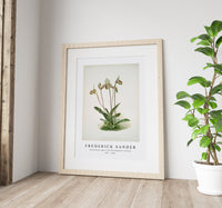 Frederick Sander - Cypripedium argus from Reichenbachia Orchids-1847-1920