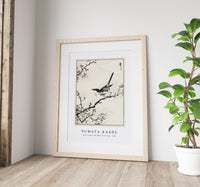 Numata Kashu - Bush-warbler and White Plum Tree illustration from Pictorial Monograph of Birds (1885)