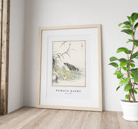 Numata Kashu - Duck illustration from Pictorial Monograph of Birds (1885)