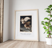 John James Audubon - Barn Owl from Birds of America (1827)