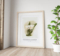 Frederick Sander - Cattleya schroederoe alba from Reichenbachia Orchids-1847-1920