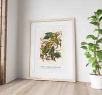 John James Audubon - Carolina Parrot from Birds of America (1827)