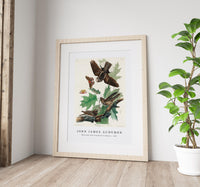 John James Audubon - Whip-poor-will from Birds of America (1827)